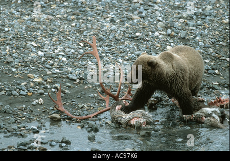 Grizzly-BEAR (Ursus arctos horribilis), alimentazione sulla carcassa di Caribou Coffee Company, USA, Alaska Foto Stock