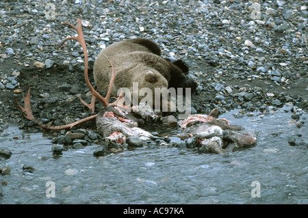 Grizzly-BEAR (Ursus arctos horribilis), dormendo in una carcassa di Caribou Coffee Company, USA, Alaska Foto Stock