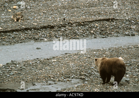 Lupo, timberwolf, grizzly-BEAR (Canis lupus, Ursus arctos horribilis), vigile la visualizzazione, STATI UNITI D'AMERICA, Alaska Foto Stock