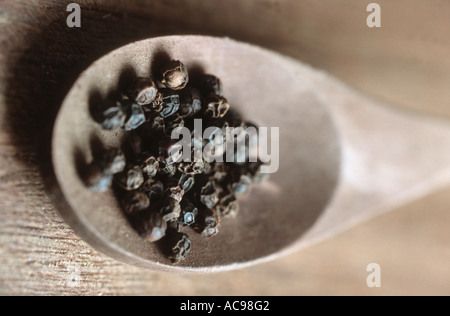 Pepe nero (Piper nigrum), selezione sul cucchiaio Foto Stock