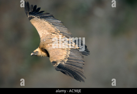 Grifone (Gyps fulvus), il singolo animale, volare, Spagna Foto Stock