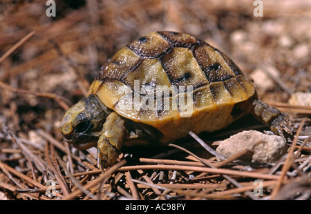 Baby sperone thighed tortoise Testudo graeca Elche Alicante Spagna Foto Stock