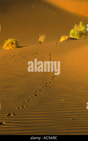 Le tracce degli animali in sabbia rossa, Namibia, Namib Naukluft NP Foto Stock