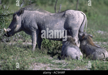 Warthog comune, savana warthog (Phacochoerus africanus), madre alimentando il novellame, Namibia, Etosha NP Foto Stock