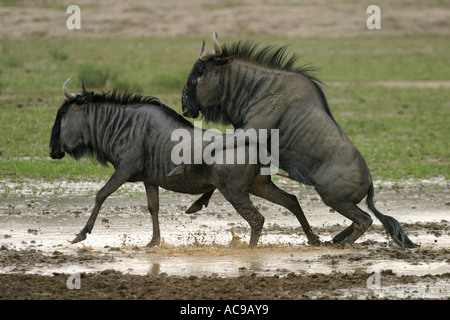 Blue GNU, borchiati gnu, bianco-barbuto GNU (Connochaetes taurinus), accoppiamento, Sud Africa, transfrontaliero Kgalagadi Foto Stock