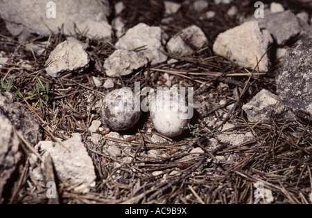 Collo rosso nightjar uova nel nido Caprimulgus ruficollis Spagna Foto Stock