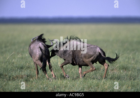 Blue GNU, borchiati gnu, bianco-barbuto GNU (Connochaetes taurinus), due maschi di combattimento, Namibia Foto Stock