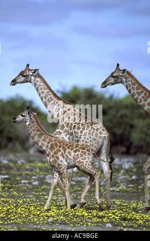 Giraffe (Giraffa camelopardalis), di gruppo con i capretti, Namibia Foto Stock