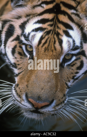 Un incredibile close up del volto di una tigre Foto Stock