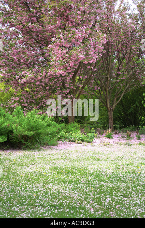 Fioritura primaverile: Fiori di ciliegio che fanno la doccia di petali su un tranquillo giardino. Foto Stock