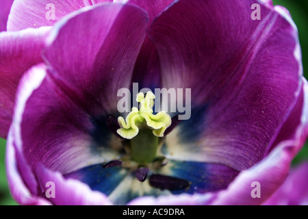 Foto macro del cuore di un tulipano viola con rugiada. Foto Stock