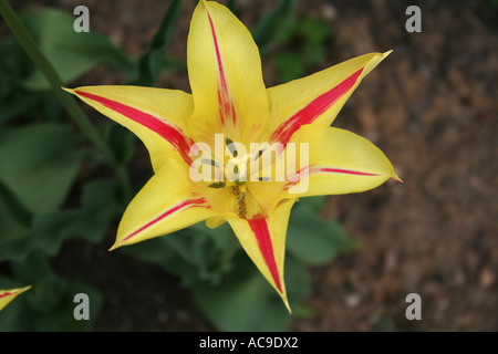 Primo piano di un vivace tulipano giallo con strisce rosse sui suoi petali, visto dall'alto. Foto Stock