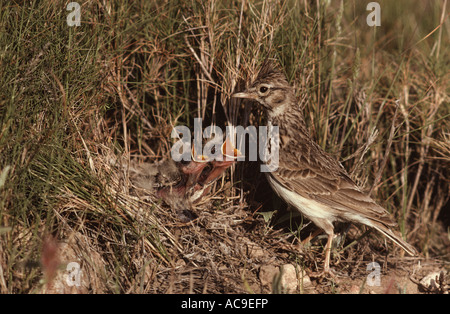 Thekla lark a nido con pulcini Galerida malabarica Spagna Foto Stock