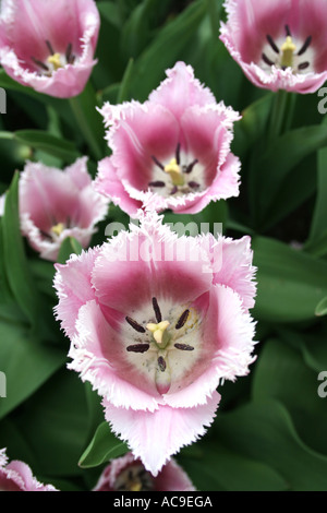 Primo piano di tulipani con frange rosa in piena fioritura, che mostrano i loro delicati petali e intricati motivi floreali. Foto Stock