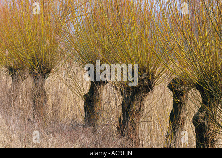 Pollarded salici Salix sp Brasschaat Belgio Foto Stock