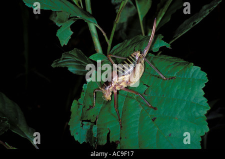 Bush-cricket, Ephippiger sp. Femmina su foglie Foto Stock