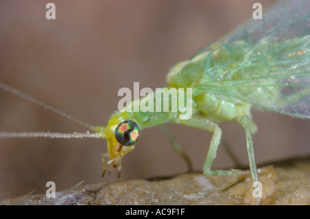 Green Lacewing, Chrysoperla sp. Testa di close-up Foto Stock