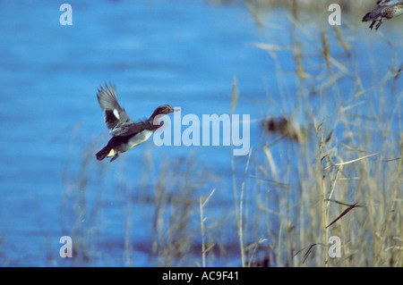 Verde-winged Teal, Anas crecca. Maschio in volo su un laghetto Foto Stock