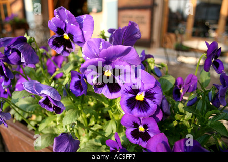 Primo piano di vivaci pansie viola in fiore Foto Stock