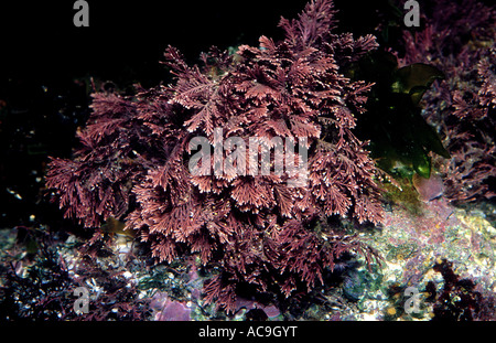 Alghe coralline Corallina elongata mediterraneo Foto Stock