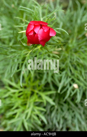 Fiore rosso e foglie verdi fini di peonia Fernleaf (Paeonia tenuifolia), originaria dell'Europa e delle montagne caucasiche. Vista botanica ravvicinata. Foto Stock