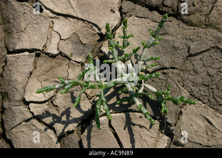 Samphire erbe commestibili crescente sulla riva del mare Foto Stock