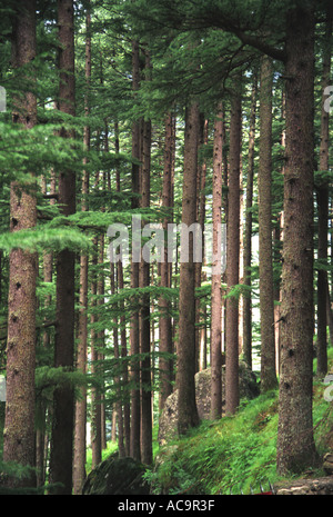 Deodar alberi di cedro Manali Himachal Pradesh India IN35 28 Foto Stock