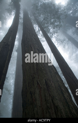 Alberi di sequoia stagliano contro un cielo di nebbia, Foto Stock