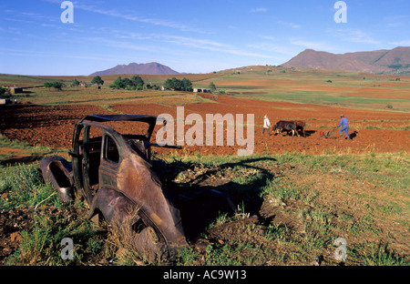 Agricoltura tradizionale & arrugginimento della tecnologia, gli agricoltori la semina del mais, Malealea, Lesotho Foto Stock