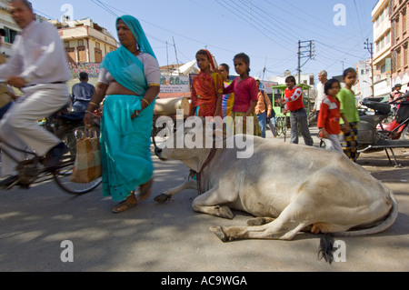 Un sacro Sahiwal vacca (bos indicus) giace impassibili e indisturbate nel mezzo di una strada trafficata in Udaipur. Foto Stock