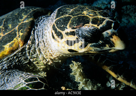 Egitto Mare Rosso Fusc Mashur testa di una Caretta Caretta tartaruga di mare che nuotano in un corallo Foto Stock