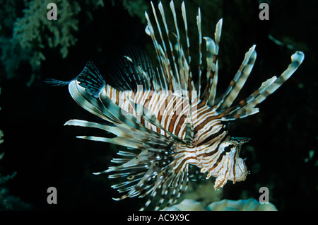 Leone nuoto fra coralli a Elphinstone reef del Mar Rosso, Egitto. Foto Stock