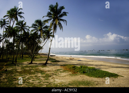 Le palme da cocco sulla spiaggia di Colva, Goa, India Foto Stock