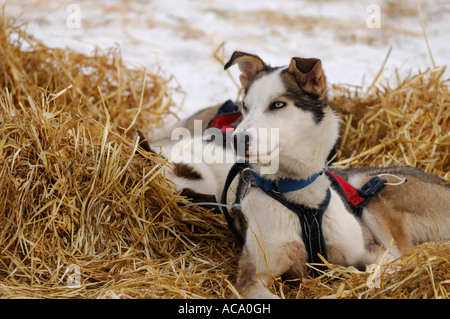 Husky con il cablaggio che giace nella paglia Foto Stock