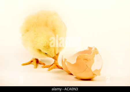 Pulcino di bambino con il guscio delle uova Foto Stock