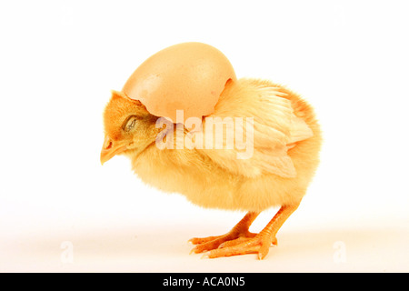 Pulcino di bambino con il guscio delle uova Foto Stock