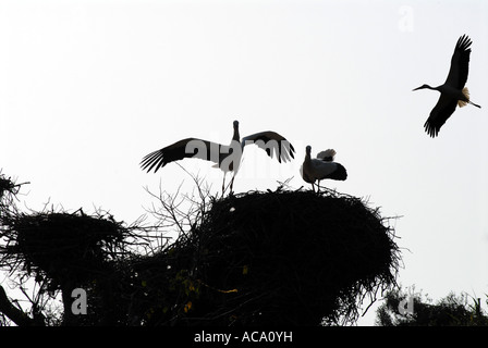 Cicogne (Ciconia ciconia) nella necropoli di Chellah, Rabat, Marocco, Africa Foto Stock