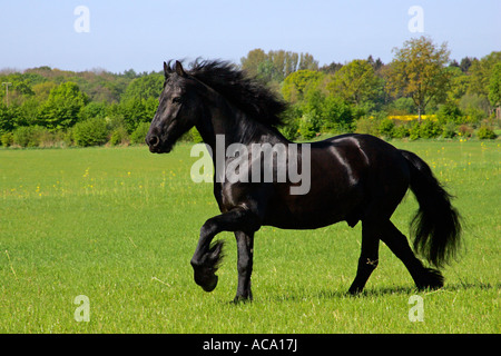 Al galoppo cavallo frisone - castrazione (Equus przewalskii f. caballus) Foto Stock