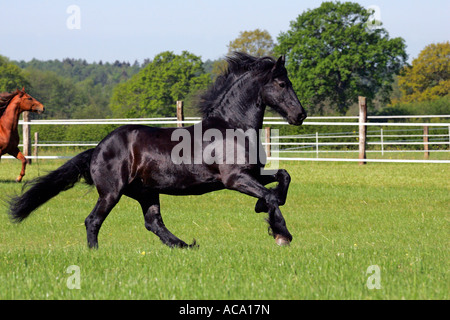 Al galoppo cavallo frisone - castrazione (Equus przewalskii f. caballus) Foto Stock