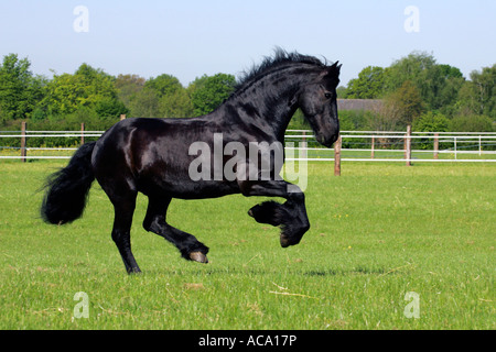 Al galoppo cavallo frisone - castrazione (Equus przewalskii f. caballus) Foto Stock