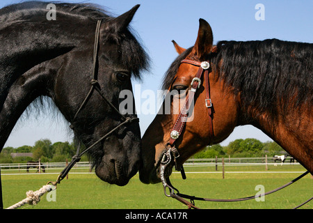 Due cavalli a contatto lo sniffing in corrispondenza di ciascun altro (Equus przewalskii f. caballus) Foto Stock