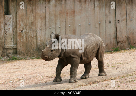 Carino il rinoceronte nero rinoceronte baby infant in cattività a Paignton Zoo riserva naturale Devon England Regno Unito Europa Foto Stock