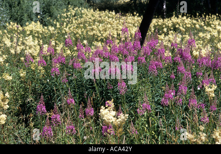 Prato con i lupini, Seamina, Muhu island, Estonia Foto Stock