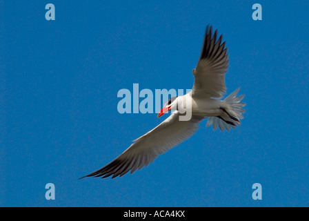 Caspian tern (Hydroprogne caspia) in volo Foto Stock
