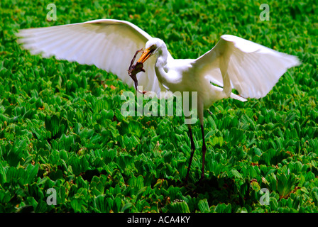 Garzetta intermedia o giallo-fatturati Garzetta (Ardea intermedia) skewering una rana Foto Stock