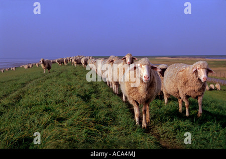 Gregge di pecore camminando sulla diga Foto Stock