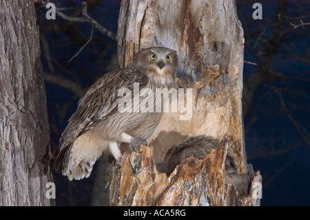 Blakiston's fish owl / Ketupa blakistoni.Ussuriland, Estremo Oriente della Russia Foto Stock