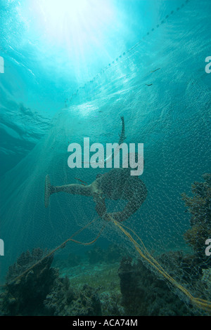 Fisher cattura needlefish pacifico con un net, Filippine Foto Stock