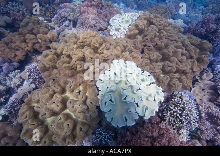 Fungo corallo morbido, Sarcophyton trochelioporum, Filippine, Oceano Pacifico Foto Stock