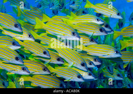 Bluelined lutiani (Lutjanus Kasmira), Maldive Foto Stock